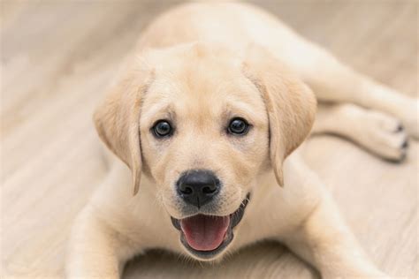 10 Best Labrador Breeders In Florida (Trusted & Reliable) - 2024