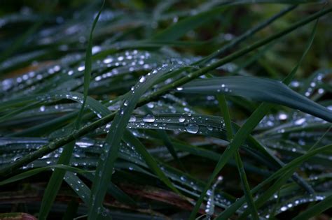 免费照片： 环境, 花园, 树叶, 黑暗, 阴影, 雨, 草, 自然, 露水, 植物