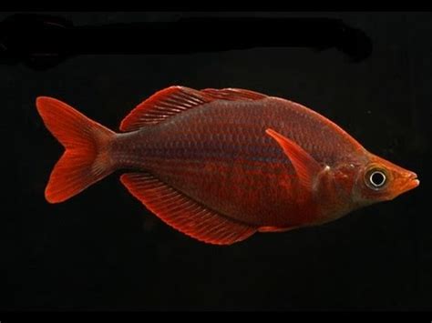 Tropical Fish, 4 Rainbow Fish Species from Imperial Tropicals - YouTube