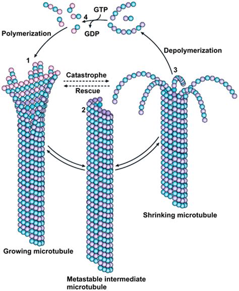 Hidden information-processing networks in the skeleton of cells ...