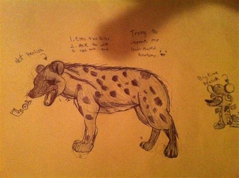 Hyena anatomy practice by WhatTheFlup on DeviantArt