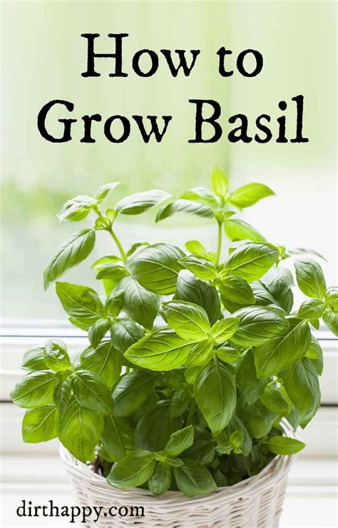 how to grow basil: growing basil plant care | Basil plant indoors ...