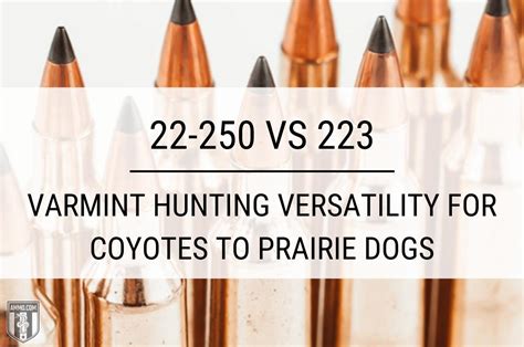 22-250 vs 223: Hunting Caliber Comparison by Ammo.com