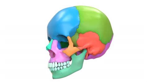 3,655 Human skull anatomy Videos, Royalty-free Stock Human skull anatomy Footage | Depositphotos
