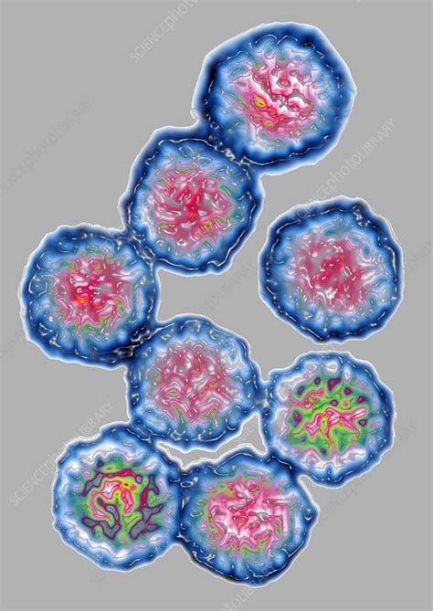 Rhinovirus - Stock Image - C012/9597 - Science Photo Library