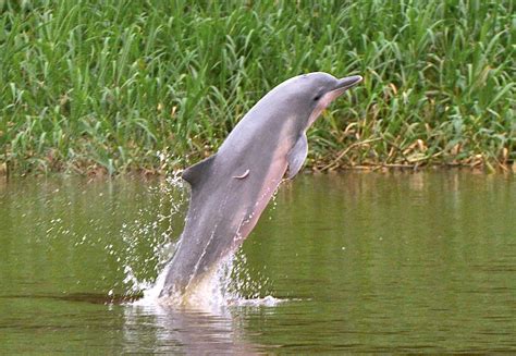 Amazon River tucuxi dolphins at risk of disappearing, say environmentalists | Reuters