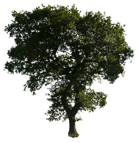 Tree PNG Transparent Images - PNG All