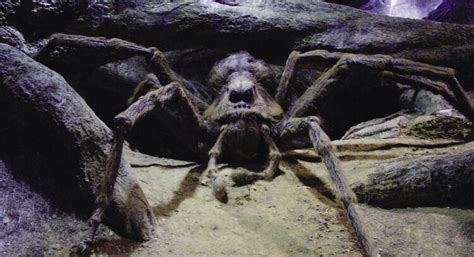 Un homme trouve une araignée dans son jardin qui « ressemble à Aragog » dans Harry Potter - ipnoze