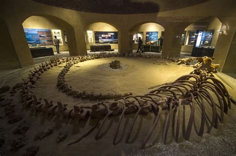 Unique fossils museum of extinct whales unveiled in Egypt to lure back ...