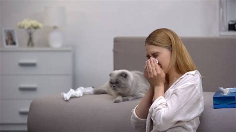 Immunotherapy: Understanding The Power of Cat Allergy Shots