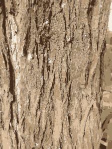 Tree Bark Texture Clip Art at Clker.com - vector clip art online ...