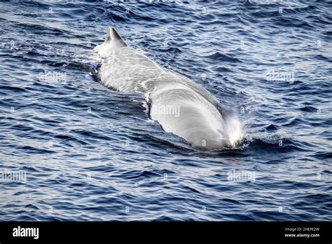 White albino Sperm Whale while blowing at sunset close up Stock Photo - Alamy