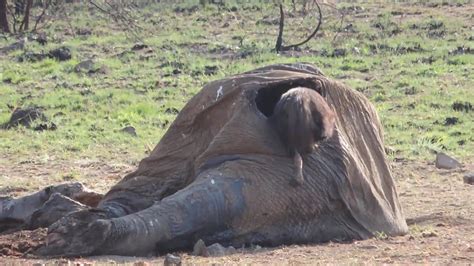 Brown hyena eating an elephant. - YouTube