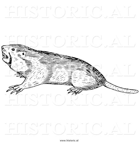 Illustration of a Wild Pocket Gopher - Black and White by Al - #9194