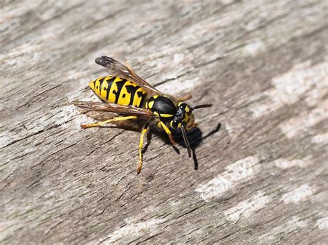 A Guide To Yellow Jacket Identification & Control