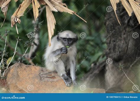 Cute Monkey stock image. Image of monkey, cute, leaves - 100798415