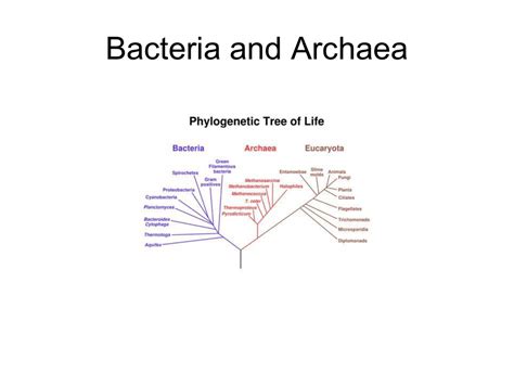 Bacteria and Archaea