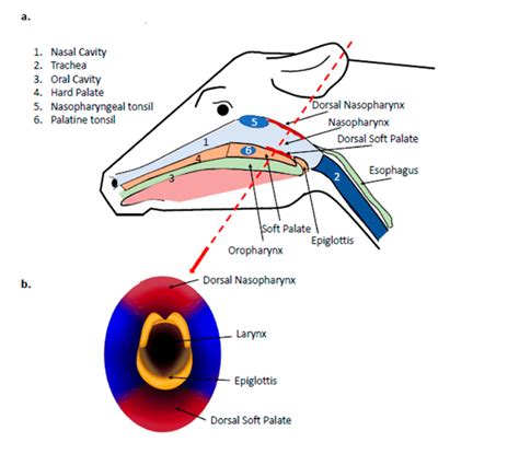 Anatomy of the bovine upper respiratory tract relevant to FMDV... | Download Scientific Diagram