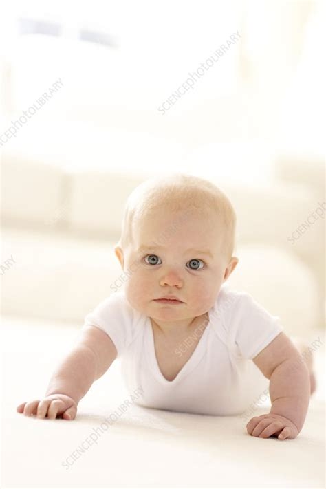 Baby crawling - Stock Image - F001/3136 - Science Photo Library