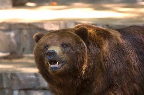 Grizzly Bear Showing Its Teeth Stock Image - Image of teeth, bear: 7734701