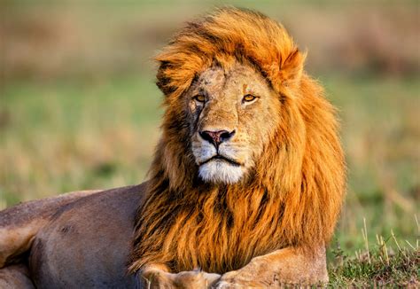 Tooth damage in lions reveals human impact on wildlife - Earth.com