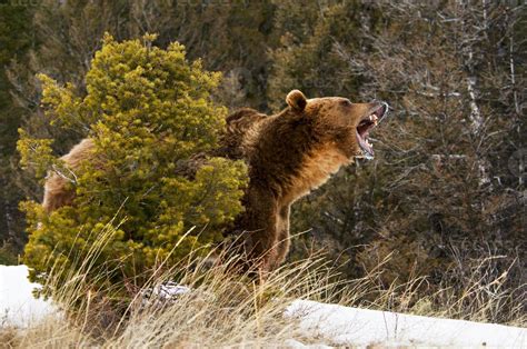 Growling Grizzly Bear 839250 Stock Photo at Vecteezy