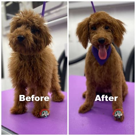 the before and after photos of a dog grooming