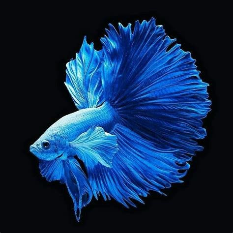 971 Wallpaper Biru Ikan Picture - MyWeb