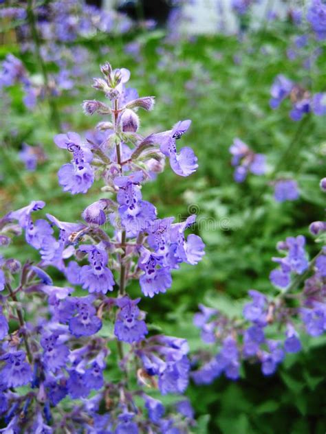 Catmint. A closeup view of the purple Catmint flower (Nepeta , # ...