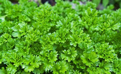 Parsley Herbs Plant - Free photo on Pixabay