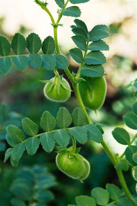 Garbanzo Beans Growing on the Plant – License Images – 11100580 StockFood