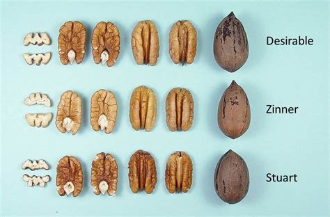 New Pecan Varieties to Consider When Planting - Pecan South MagazinePecan South magazine | The ...