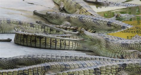 Gharial breeding center | The National Trust for Nature Conservation (NTNC)