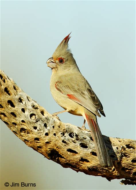 Pyrrhuloxia