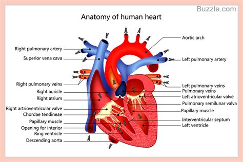 The Human Heart Labeled 345 | The Best Porn Website