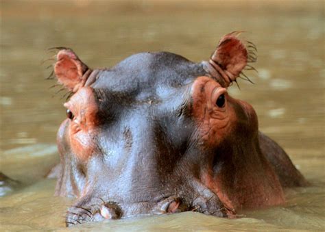 What is the Plural of Hippopotamus? | The Word Counter