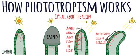 Phototropism Experiment - How Plants "See" Light