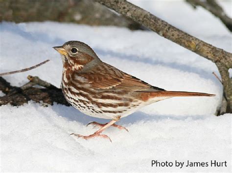 Tennessee Watchable Wildlife | Fox Sparrow - Habitat: TENNESSEE