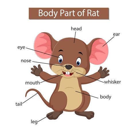 Premium Vector | Diagram showing body part of rat