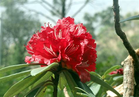 State flower Burans blooms Early in February | Nav Uttarakhand