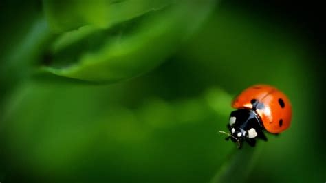 Massive ladybug swarm over California shows up on radar | CTV News