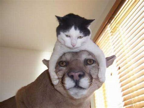 Cat Hat - 1Funny.com