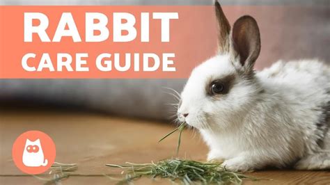 Rabbit Care: The Complete Guide