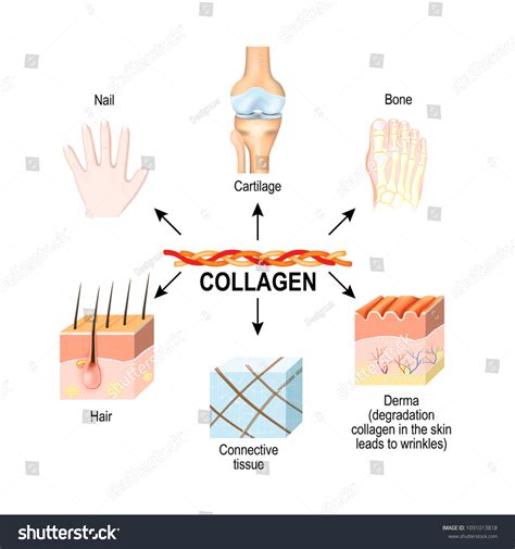 8,877 Collagen Structure Stock Vectors, Images & Vector Art | Shutterstock