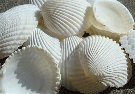 Coco Clam Seashells (20 pcs.) - Seashell Supply