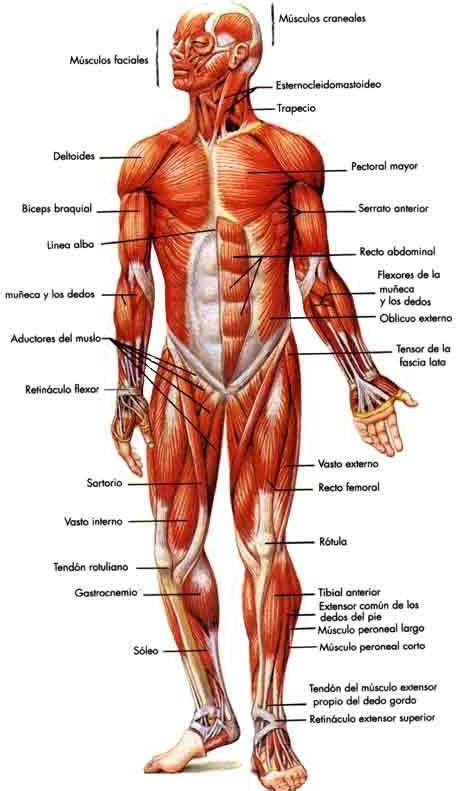 Sistema muscular - EcuRed