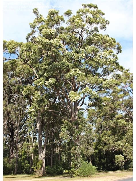 PlantFiles Pictures: Corymbia Species, Red Bloodwood (Corymbia ...