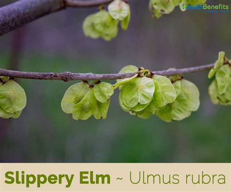 Slippery Elm facts and health benefits