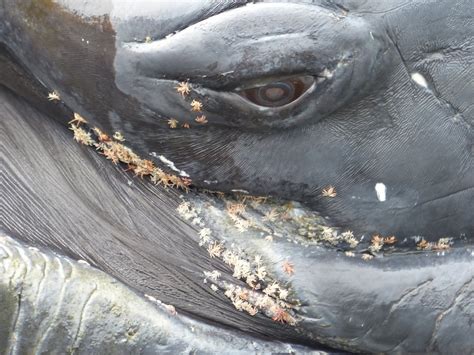 Humpback whale covered in whale lice : natureismetal