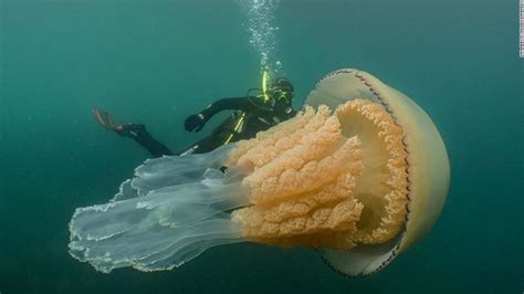 Spotted: A giant jellyfish the size of a human - CNN Video